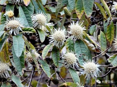 【美丽大理】南涧发现珍稀菊科植物——栌菊木