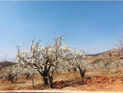 春游 | 小河淌水桃花过 窗外春风梨花香