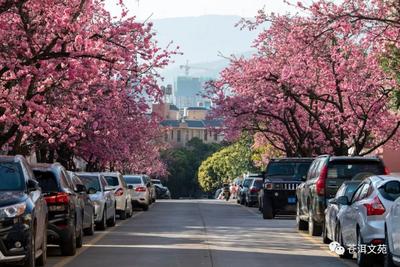 出发，跟随摄影师的镜头赏大理春色！