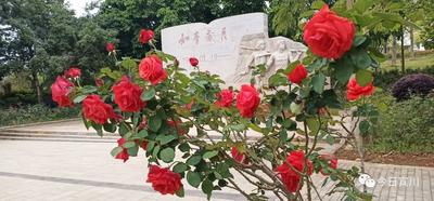 【美丽大理】雨中，来宾川纳溪公园与玫瑰月季“约会”！