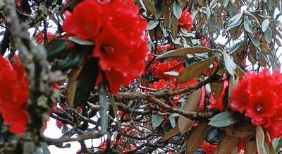 【美丽大理】花花叶叶正含芳！大理苍山杜鹃花“红了”