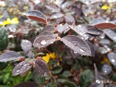 【美丽大理】雨中，来宾川纳溪公园与玫瑰月季“约会”！