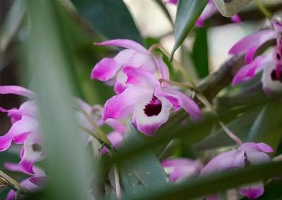 【中國(guó)最美鄉(xiāng)愁帶】賓居大王廟石斛花正開(kāi) 可賞可食可入藥