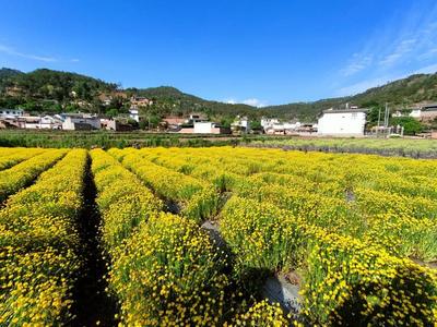 【喜讯】大理38个！2022年云南省绿美乡镇、省级绿美村庄名单公布