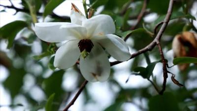 大理苍龙女花盛开, 山里住着“小龙女”？
