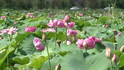 【美丽大理】鹤庆草海荷花盛开绘美景