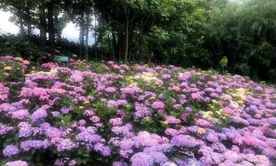 夏之大理：夏花绚烂正当时