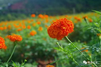 太極花海又來襲