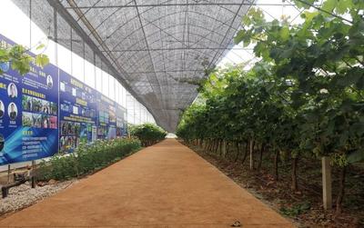 【民族团结】鸡足山镇：奏响民族团结曲，迈向发展腾飞路