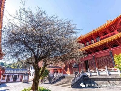 正值寒冬暗香来！鸡足山梅花、樱花、玉兰花等你来赏