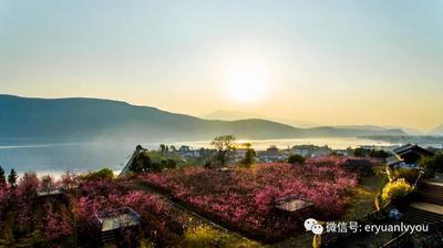 阳春三月，洱源踏青赏花游大受欢迎