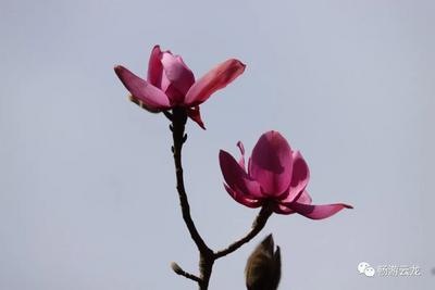 云龙天灯村上麦地村民小组滇藏木兰盛开正当时