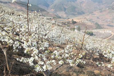 云龙邀你赏花品美食 体验不一样的民族文化