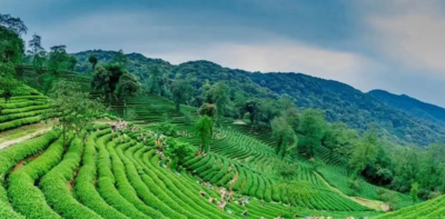 “中国·大理国际沱茶文化旅游节”即将启幕！