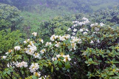 杜鹃花开 满山灿漫
