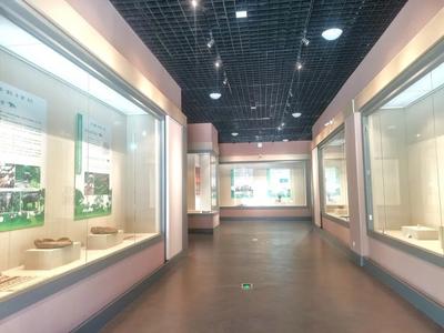 “雨林深处有大象——西双版纳与大象展”走进大理州博物馆