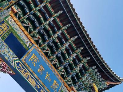古镇游玩指南|凤羽百年银杏即将迎来最美观赏季