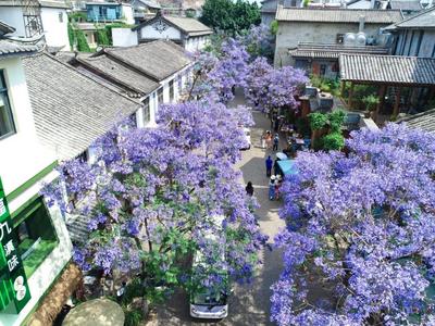 蓝花楹盛开，双廊披上梦幻蓝装