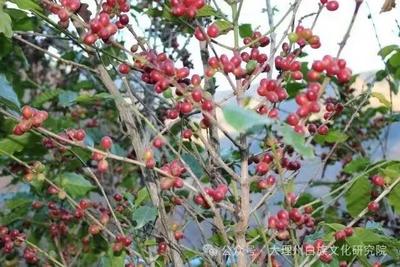 “大理文化与旅游公益讲座”第四十九讲预告