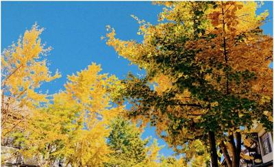 關(guān)于玉洱路銀杏落葉緩掃的通知