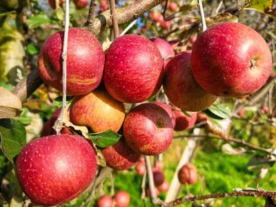 沖呀！去漾濞李家莊，把枝頭紅蘋果統(tǒng)統(tǒng)“收入囊中”！