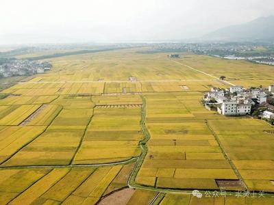 丰收宴，享农趣丨上关镇稻田丰收节即将举办！